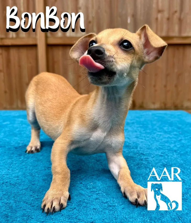 BonBon thumbnail 3