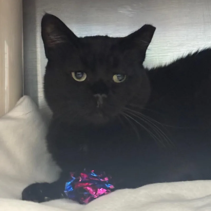 An adult large-sized male Black Domestic Short Hair cat named Macho for adoption in Springfield, MA