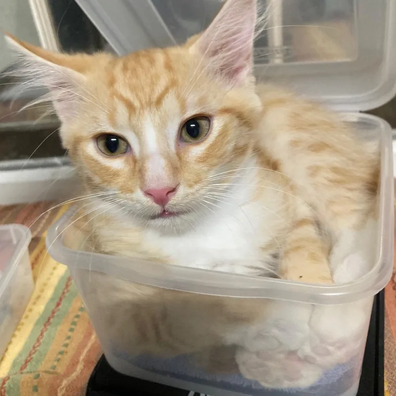 A baby large-sized male Orange & White Domestic Medium Hair cat named Marmalade for adoption in Watkinsville, GA