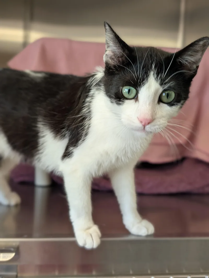 A young medium-sized female Black & White / Tuxedo Domestic Short Hair cat named Magpie for adoption in Jefferson, WI