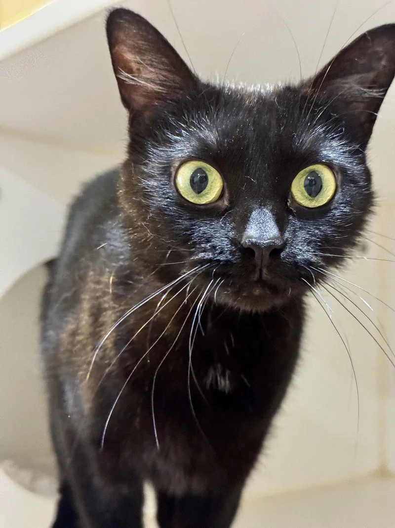 An adult medium-sized female Black Domestic Short Hair cat named Q for adoption in Hilton Head Island, SC