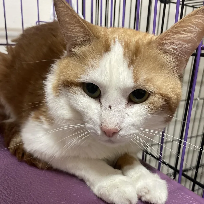 An adult medium-sized male Orange / Red Domestic Short Hair cat named Freddie Purrcury for adoption in Branson, MO