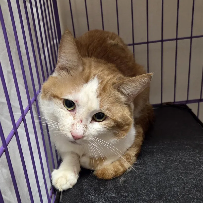 Freddie Purrcury thumbnail 2