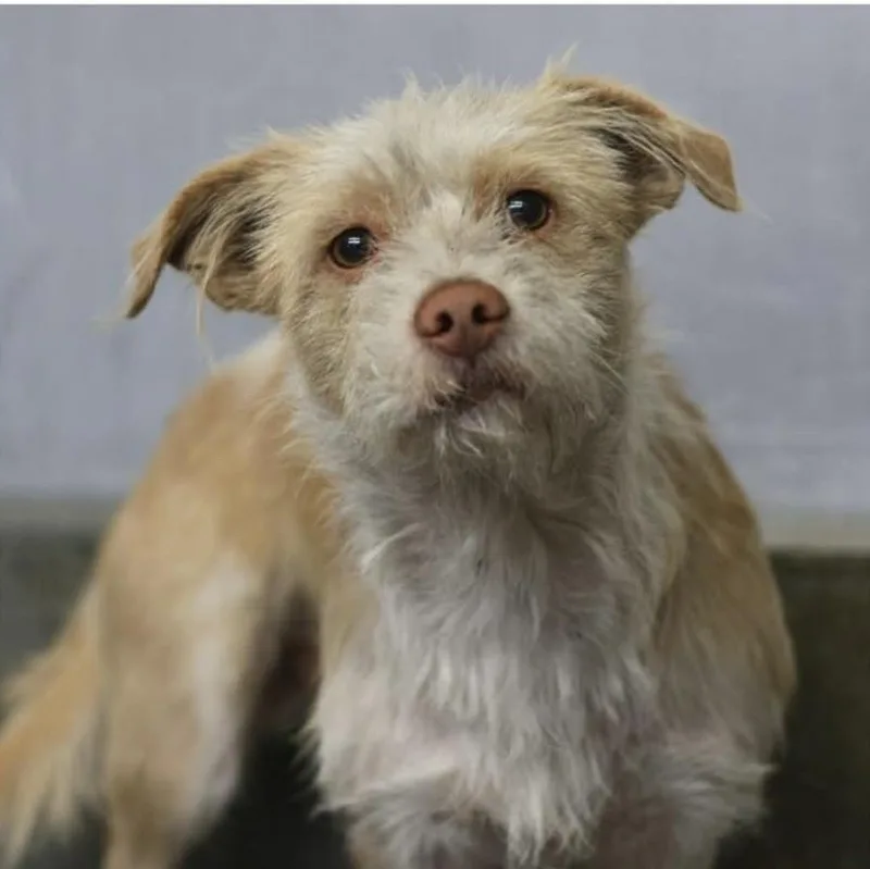 An adult medium-sized male Apricot / Beige Terrier dog named Benny for adoption in Williston, VT
