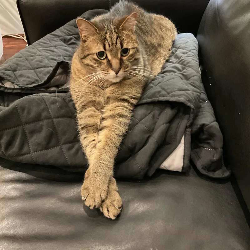 A senior medium-sized male Domestic Short Hair cat named Diggs for adoption in Blaine, MN