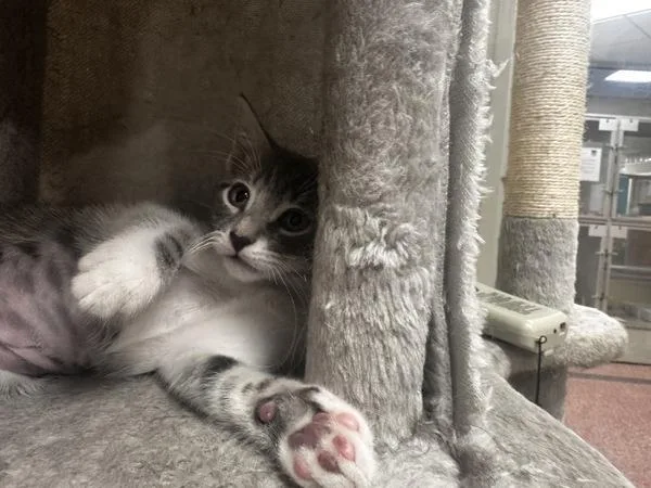 A baby small-sized female Domestic Short Hair cat named Trefoil for adoption in Stratham, NH