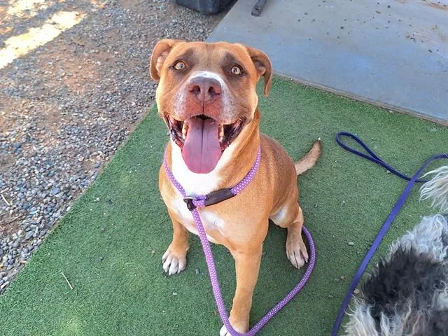 An adult large-sized male Pit Bull Terrier dog named Roast Beef for adoption in Phoenix, AZ