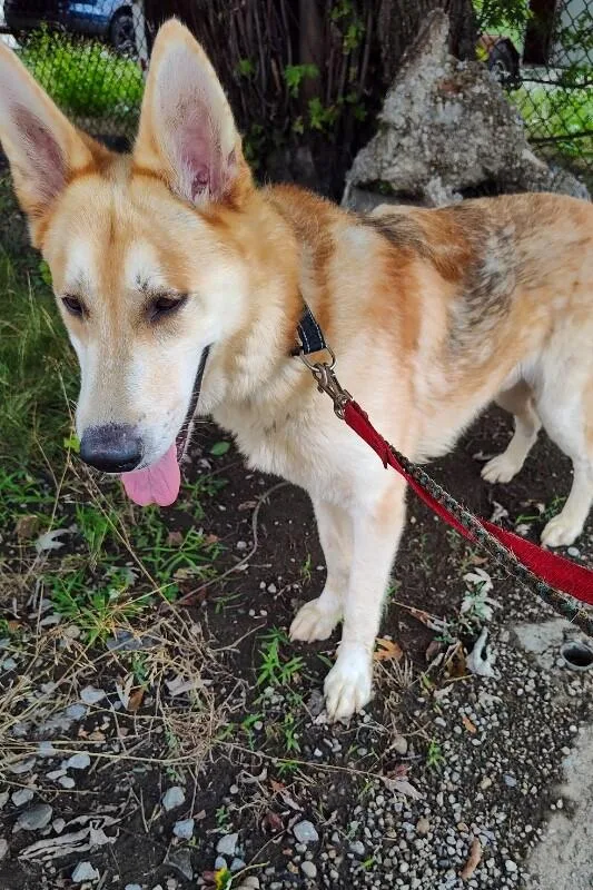An adult large-sized male Yellow / Tan / Blond / Fawn Mixed Breed dog named Lil Peep for adoption in Cincinnati, OH