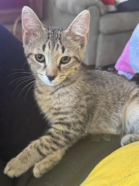 A baby small-sized female Domestic Short Hair cat named Dr. Sydnee Mcelroy for adoption in Louisville, KY