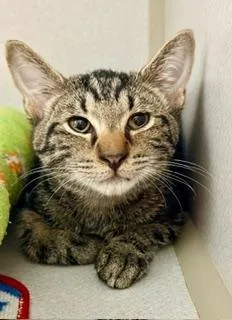Sokka
