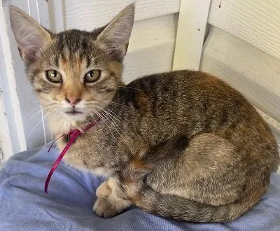 A baby medium-sized female Brown / Chocolate Domestic Short Hair cat named Clove for adoption in Franklin, WV