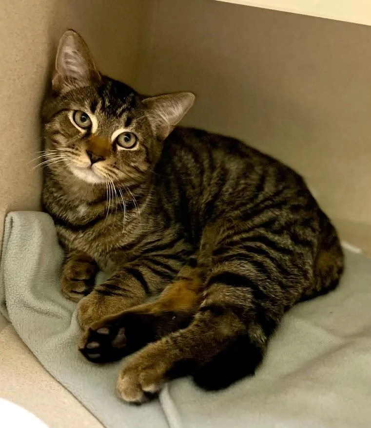 A baby small-sized male Tabby (Brown / Chocolate) Tabby cat named Coin for adoption in New Rochelle, NY