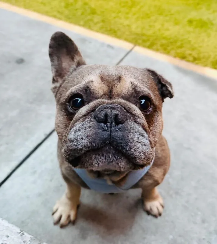 An adult small-sized male Yellow / Tan / Blond / Fawn French Bulldog dog named Kirby for adoption in Valley Village, CA