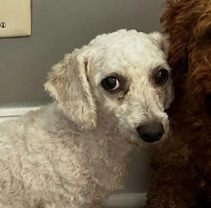 An adult small-sized female White / Cream Bichon Frise dog named Sweet Lena for adoption in Washington, DC