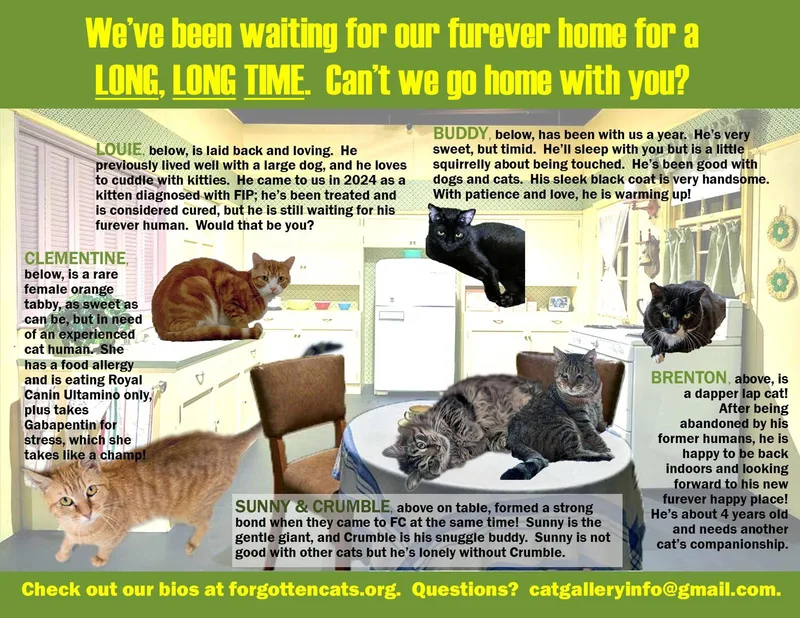 An adult medium-sized female Domestic Short Hair cat named Longer Timers Parts for adoption in Greenville, DE