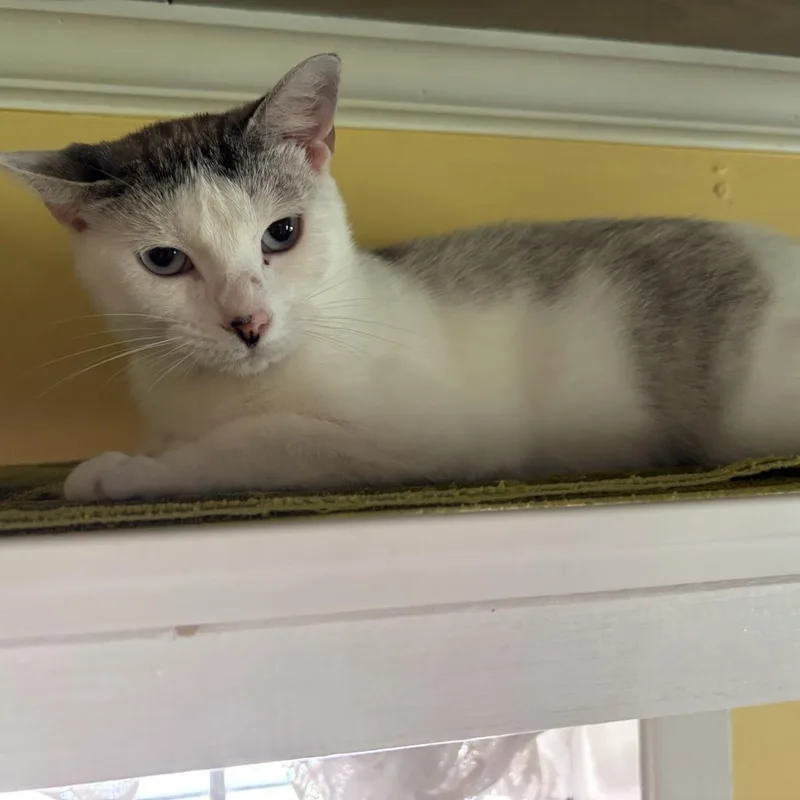 An adult large-sized female Domestic Short Hair cat named Downy for adoption in Carencro, LA