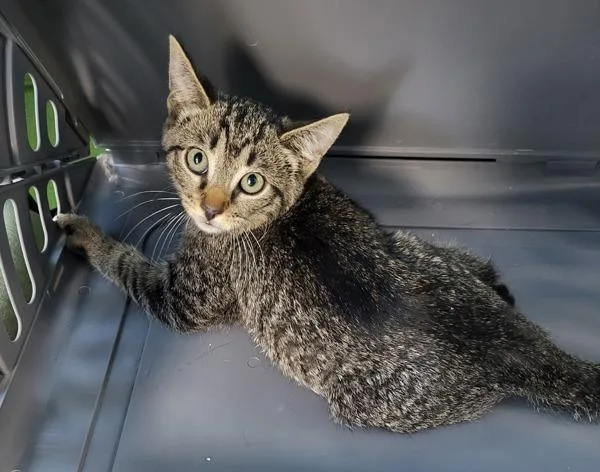 A baby small-sized female Domestic Short Hair cat named Vf Mimosa for adoption in Lawrenceville, GA