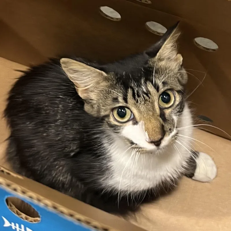 A young medium-sized female White Domestic Short Hair cat named Amelie for adoption in Tampa, FL
