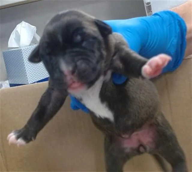 A baby small-sized female Staffordshire Bull Terrier dog named Sinna for adoption in Oklahoma City, OK