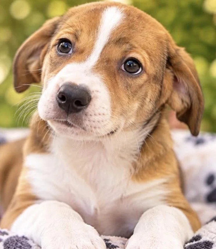 A young medium-sized female Australian Shepherd dog named Ana for adoption in Margate, FL