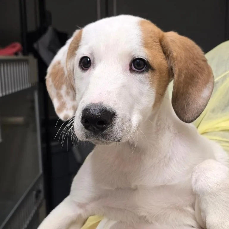 A baby small-sized male White / Cream Hound dog named Artemis for adoption in Concord, NC