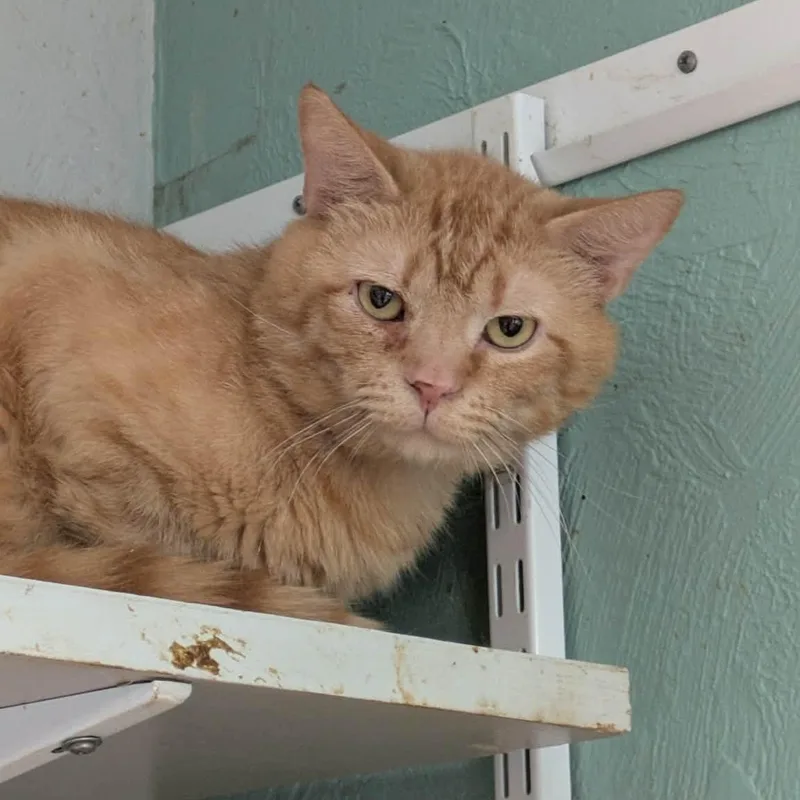 An adult medium-sized male Tabby (Orange / Red) Tabby cat named Mikey Blumberg for adoption in Shippenville, PA
