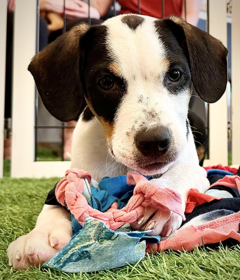 A baby medium-sized male Hound dog named Sergey for adoption in Sanford, FL