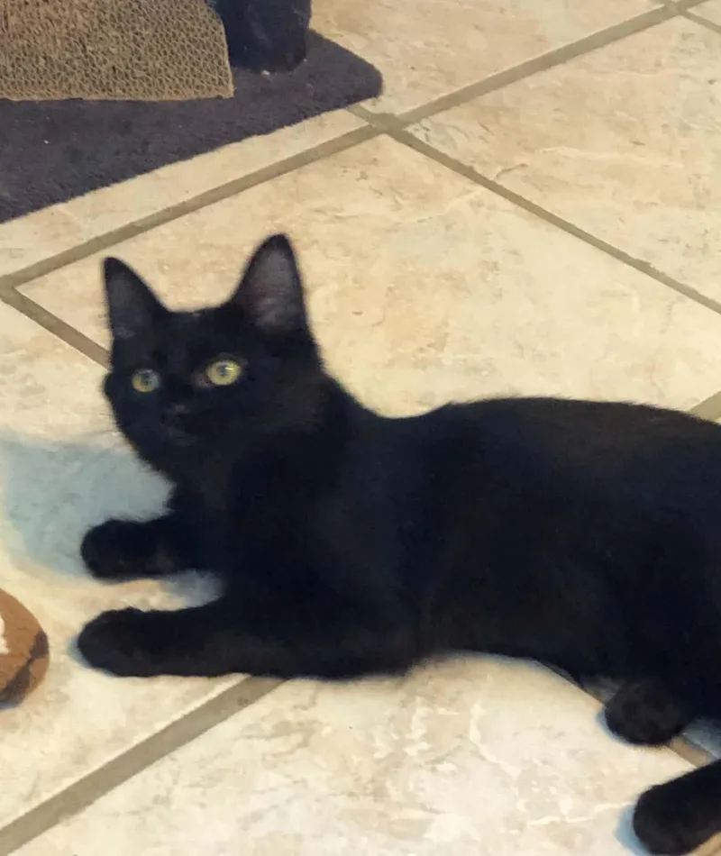 A young medium-sized male Black Domestic Medium Hair cat named Ozzy for adoption in Ormond beach, FL