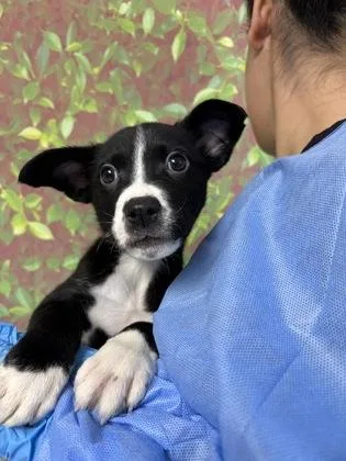 A young small-sized female Shepherd dog named Cavs for adoption in San Antonio, TX