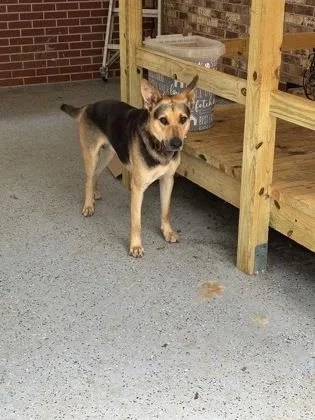 An adult large-sized male German Shepherd Dog dog named Sherman HW+ for adoption in Seneca, SC