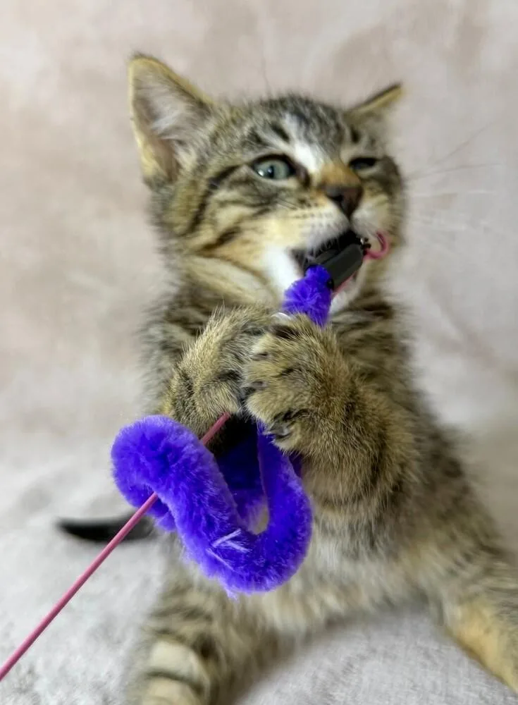A baby medium-sized male Tabby (Brown / Chocolate) Domestic Short Hair cat named Fishy for adoption in Salinas, CA