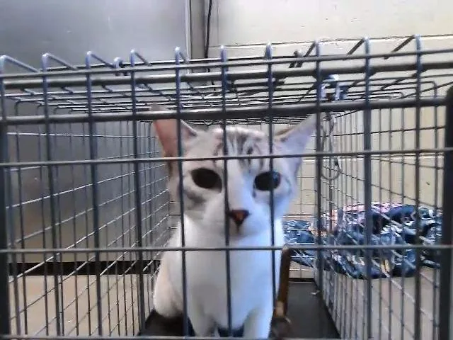A young medium-sized female Domestic Short Hair cat named Butter for adoption in Tulsa, OK