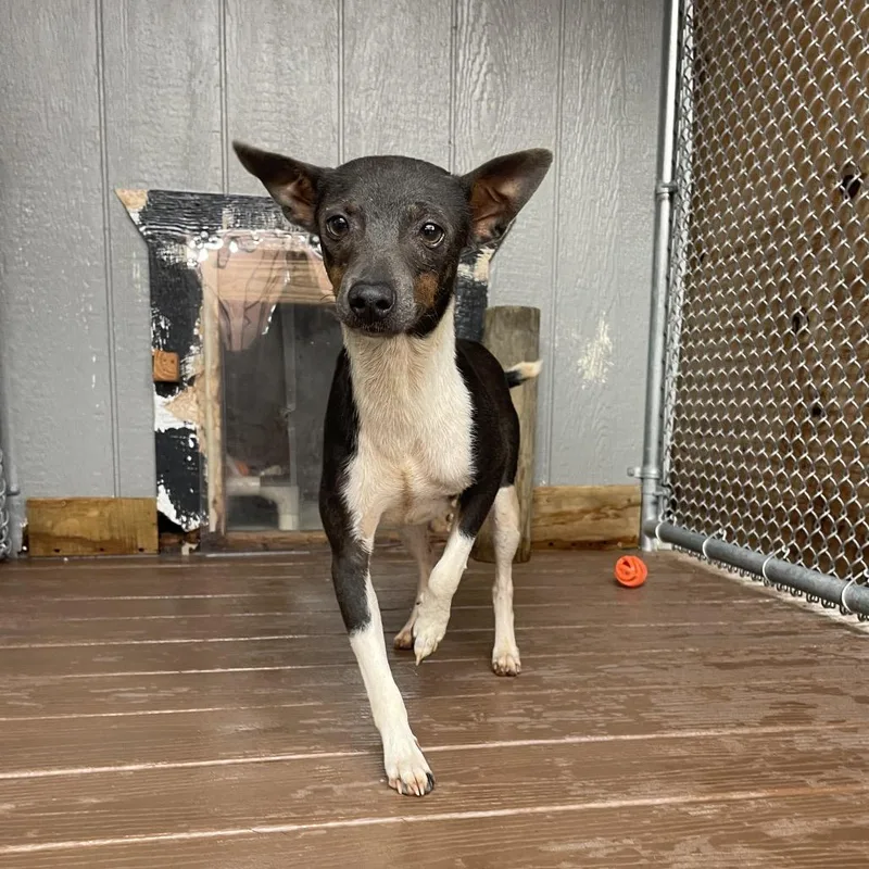 A young small-sized male Terrier dog named Spinach for adoption in Freeport, FL