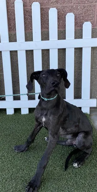 A young small-sized male Great Dane dog named Ducky for adoption in Modesto, CA
