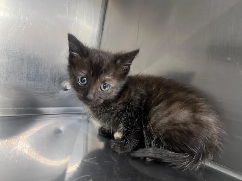 A baby small-sized female Domestic Short Hair cat named Granola for adoption in Murray, KY