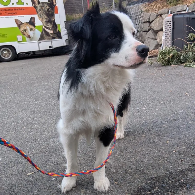 An adult medium-sized male Black Border Collie dog named Buster for adoption in Tacoma, WA