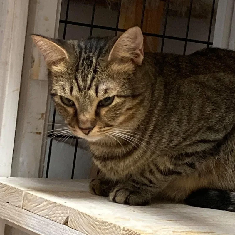 Purrkins thumbnail 2