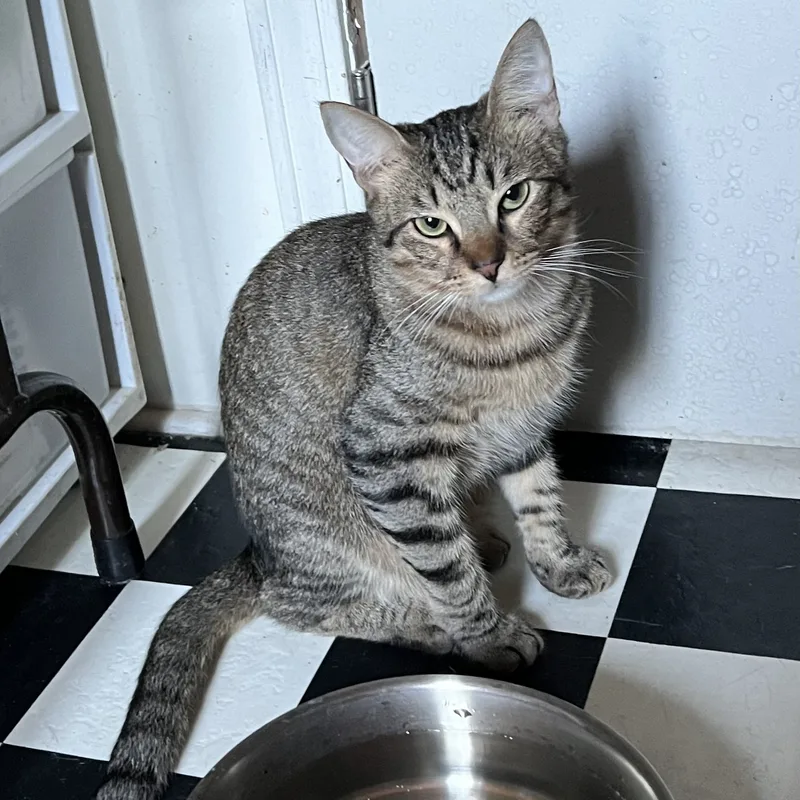 Purrkins thumbnail 3