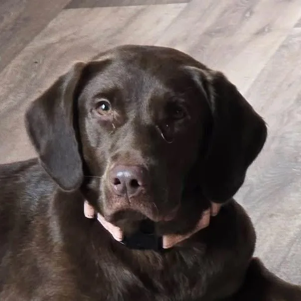 An adult large-sized male Labrador Retriever dog named Cane for adoption in Elkton, MD