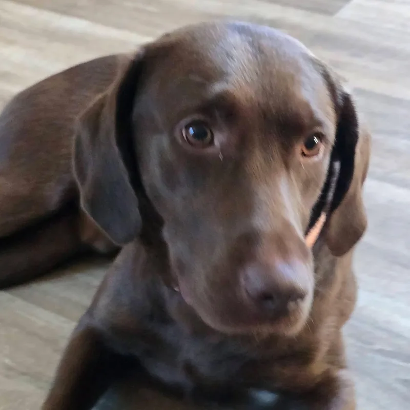 Cane thumbnail 2
