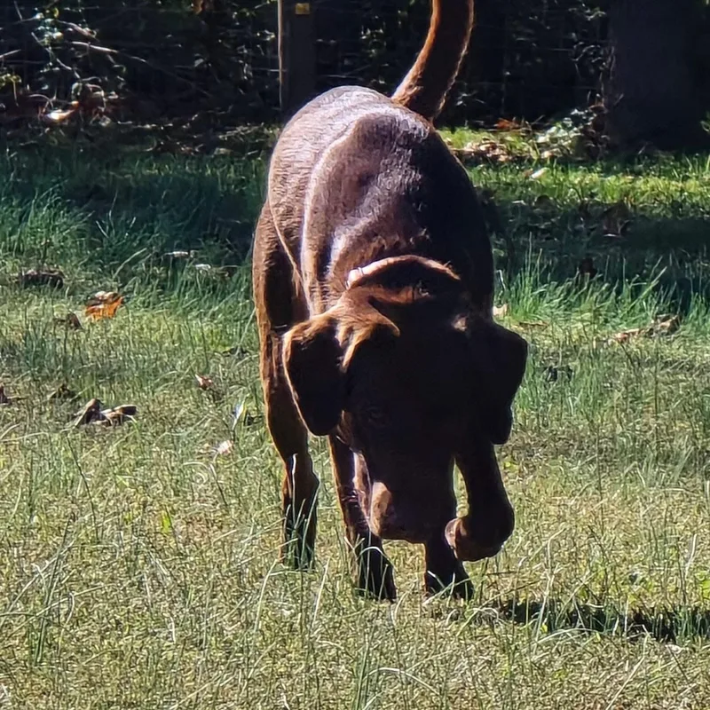 Cane thumbnail 3