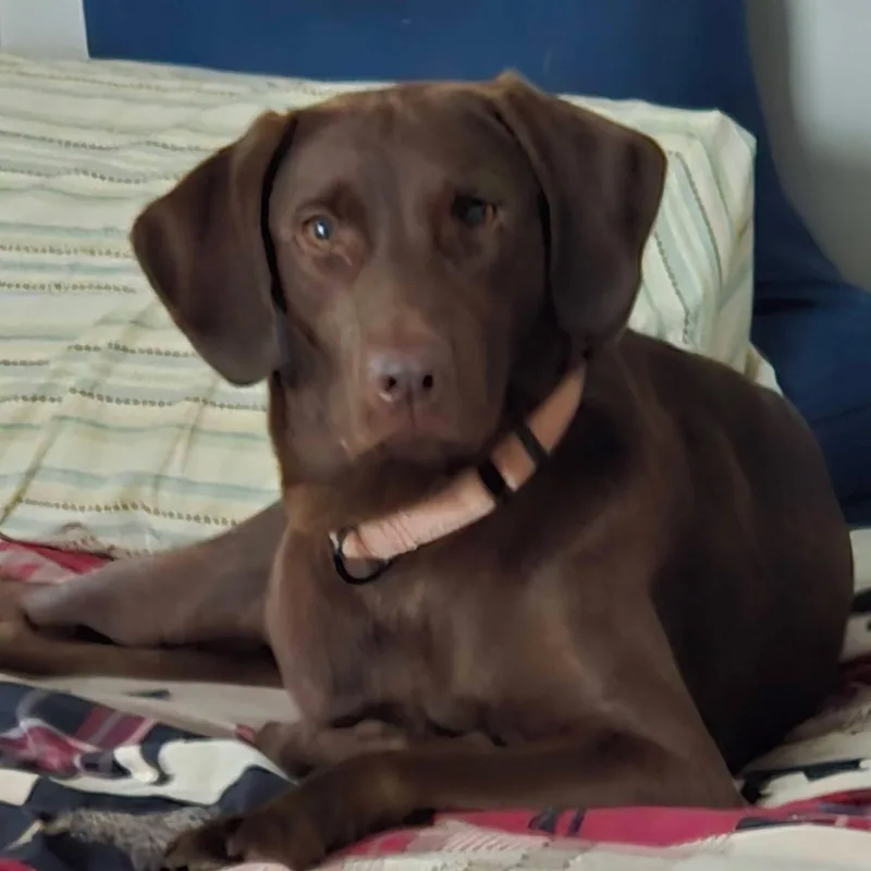 Cane thumbnail 4