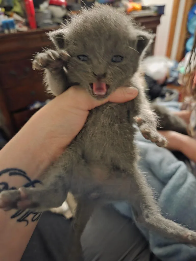 A baby medium-sized female Domestic Short Hair cat named Picture for adoption in Johnson City, TN