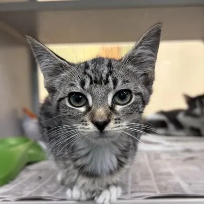 A baby small-sized female Domestic Short Hair cat named Ember for adoption in New Orleans, LA