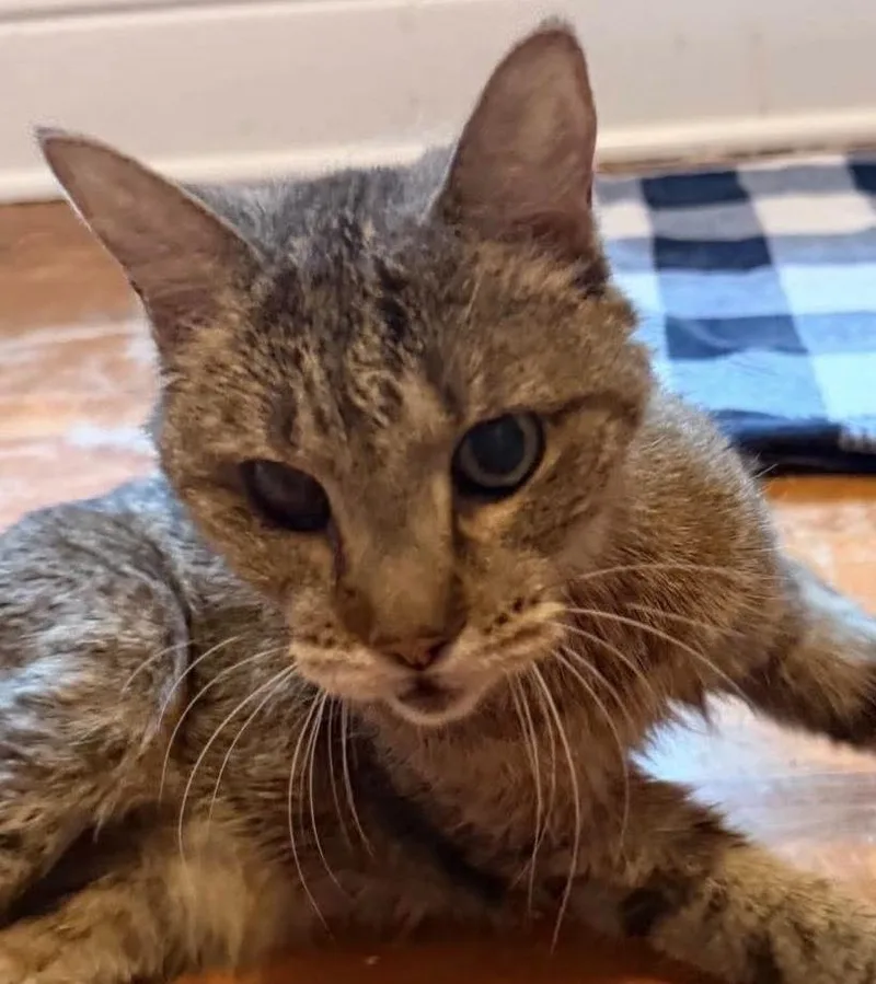 An adult medium-sized female Brown / Chocolate Domestic Short Hair cat named Joella for adoption in Chicago, IL