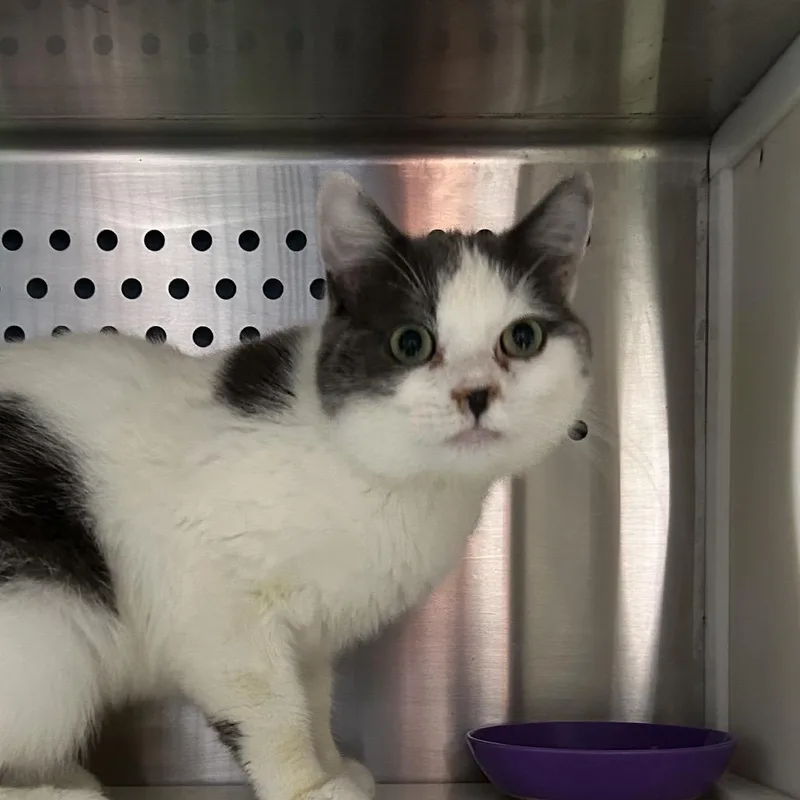 A young medium-sized male Gray / Blue / Silver Domestic Short Hair cat named JuneBug for adoption in Oyster Bay, NY