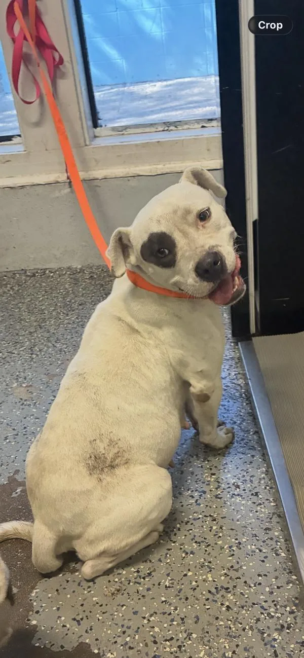 An adult large-sized female Pit Bull Terrier dog named Dagger for adoption in Mobile, AL