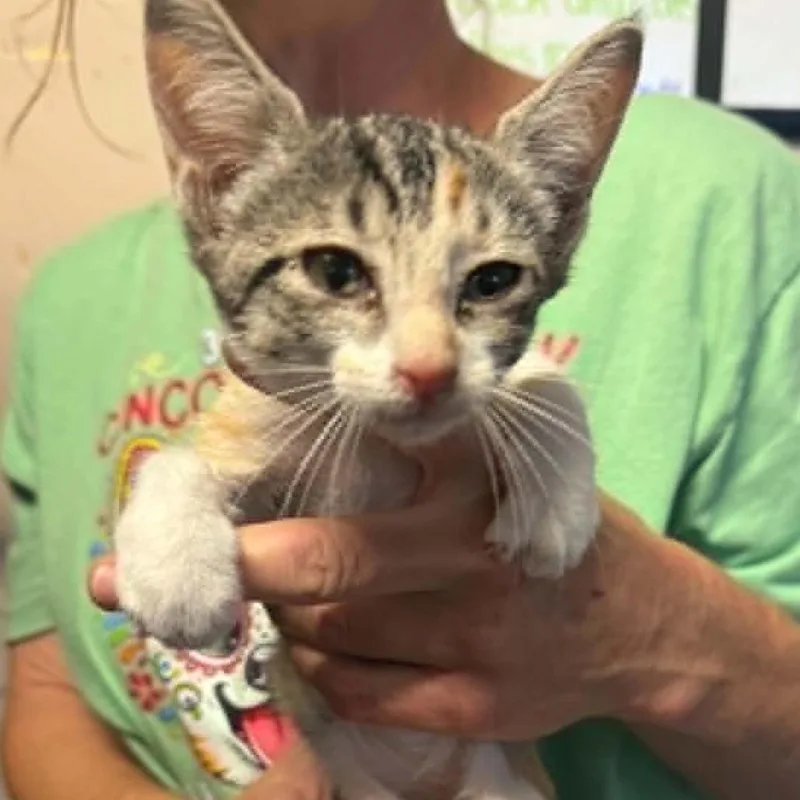 A baby small-sized female Domestic Short Hair cat named Dempsey for adoption in Stephenville, TX