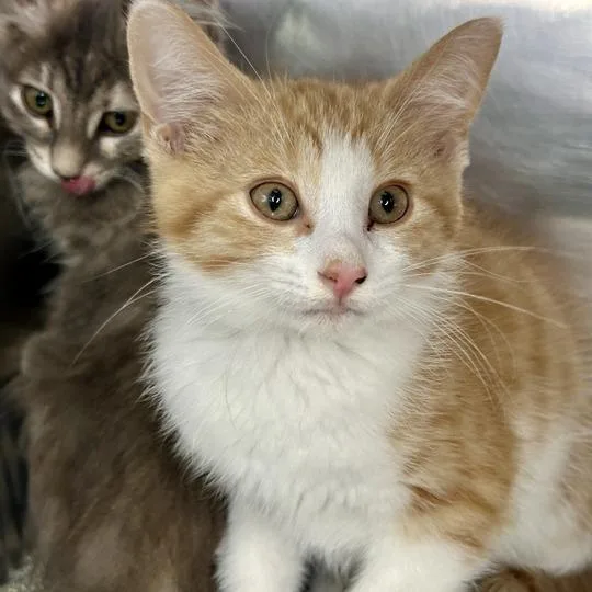 A baby small-sized male Orange / Red Domestic Medium Hair cat named Dunsworth for adoption in Matteson, IL
