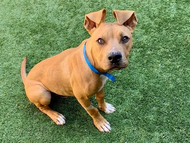 A young small-sized male Pit Bull Terrier dog named Packers for adoption in Moreno Valley, CA